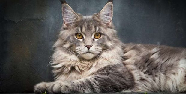 缅甸猫和缅因猫有什么区别腼腆猫和缅因猫是一回事吗?