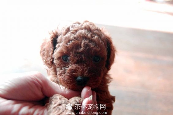 茶杯犬