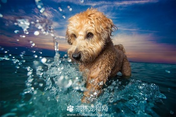 可爱狗狗图片（一）