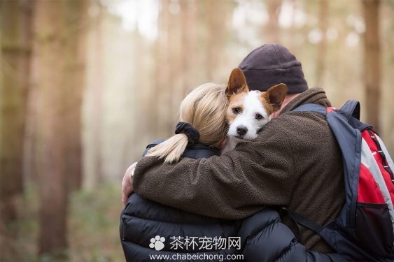 可爱狗狗图片（三）
