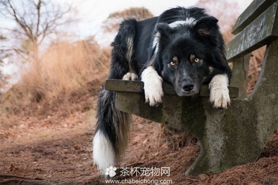 可爱狗狗图片（五）