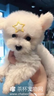 四个月大的可爱小茶杯犬（二）