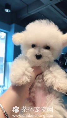 四个月大的可爱小茶杯犬（三）