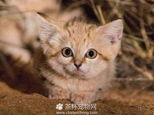 沙丘猫