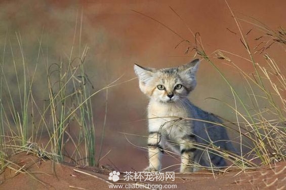 沙丘猫（二）