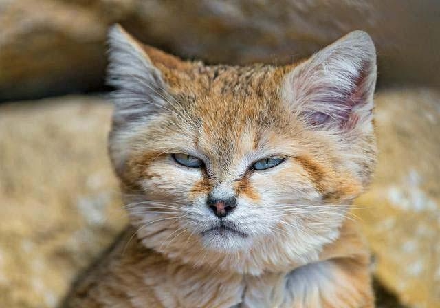 沙丘猫(三)