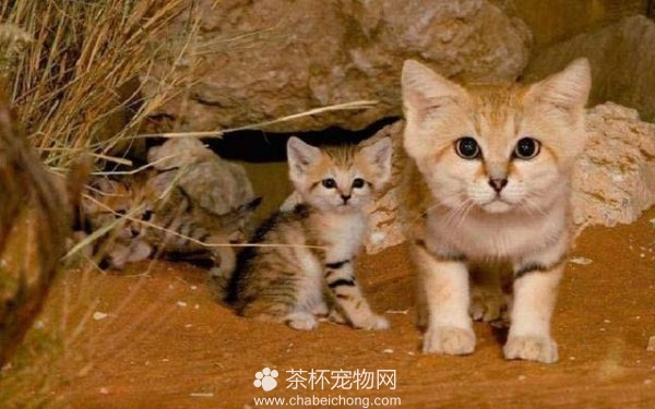 沙丘猫（四）