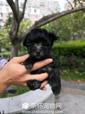 茶杯体小泰迪