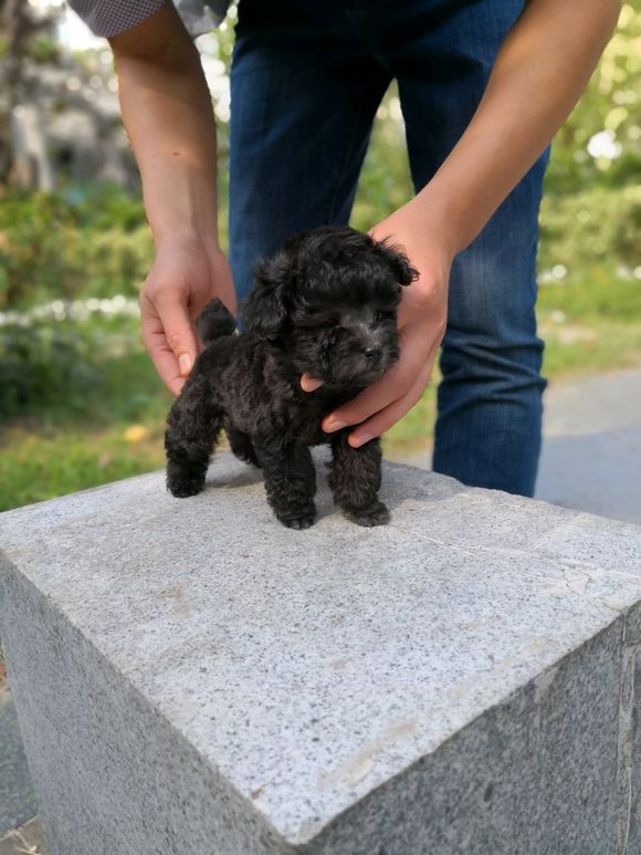 茶杯体小泰迪（三）