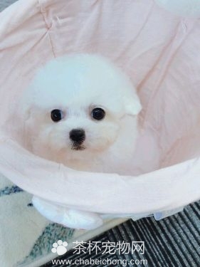 白色茶杯泰迪犬