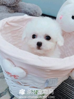 白色茶杯泰迪犬（二）