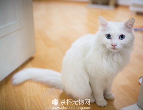 土耳其安哥拉猫