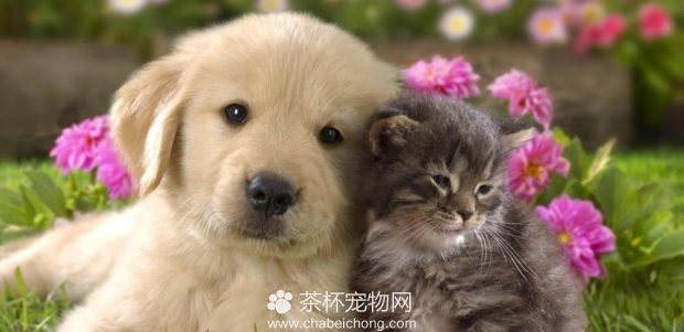 2019年值得饲养的宠物